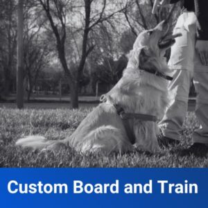Custom Board and Train