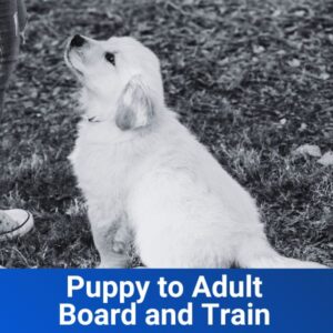 Puppy to Adult Board and Train